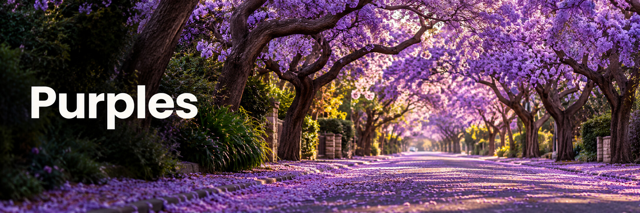 Purples